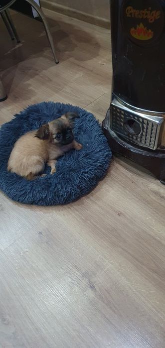 Чихупинчер момиче