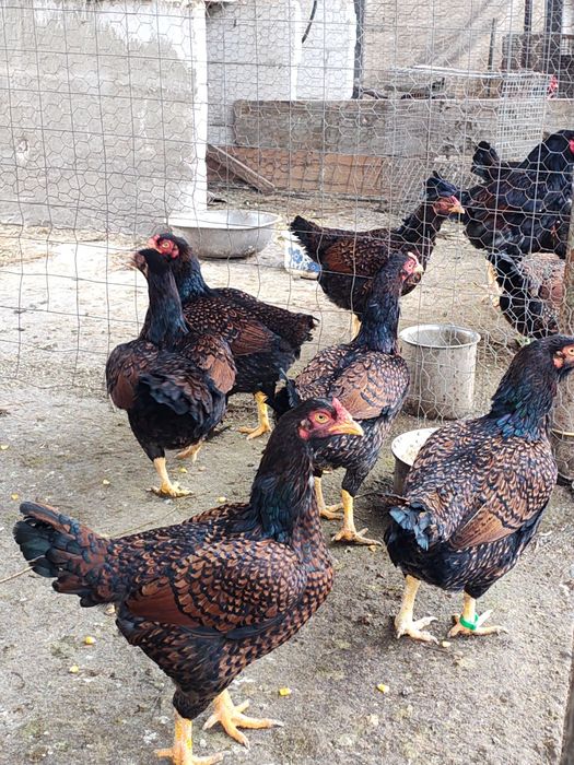 Vănd ouă de incubat din rasa Uriasi combatantă