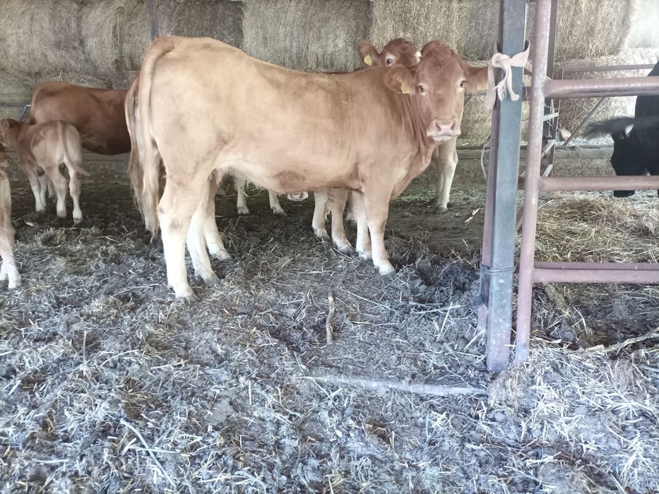 Juninci limousin gestante și fătate