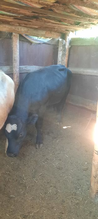 Продам быков на откорме