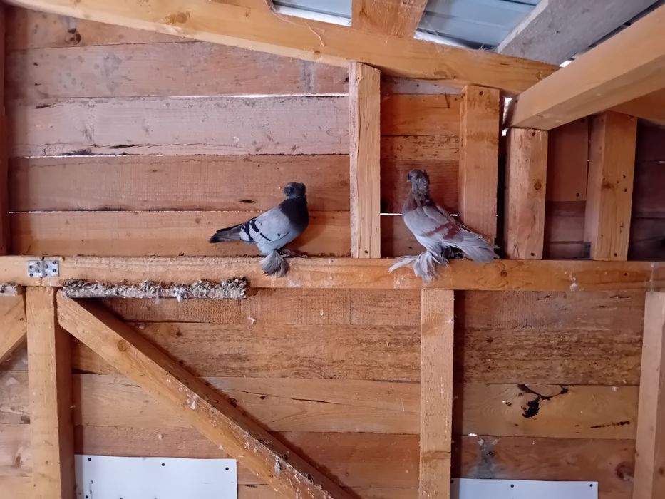 Vand schimb porumbei jucatori de botosani