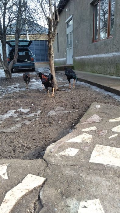 Бойцовский Петухи