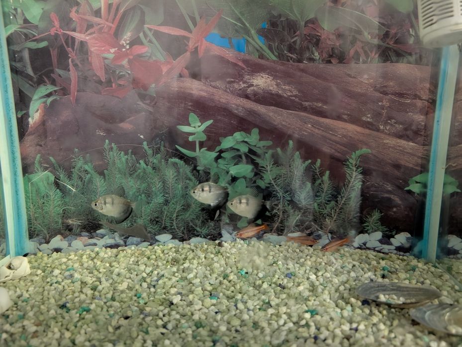 Продам аквариум 30 л с рыбками. Адрес Сатпаева-Розыбакиева