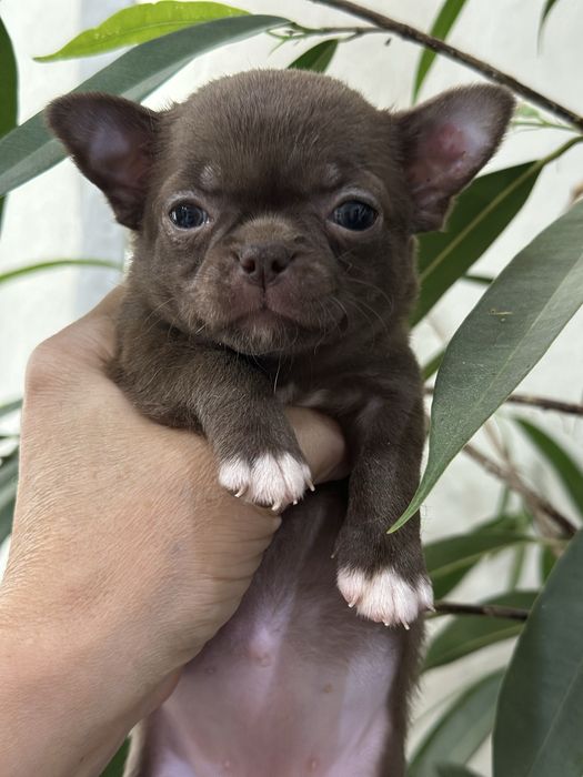 Очаровательные чихуашечки тип кобб