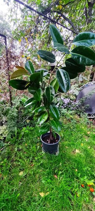 Пальма "Панданус вича"