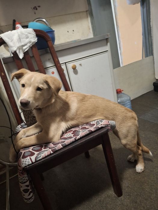 Отдам даром в добрые руки