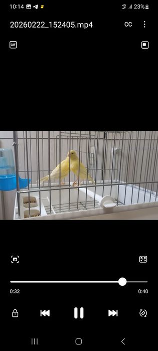 Сотилади кушлар 5 та мода