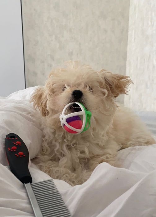 Мальтипу щенок ф1