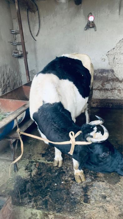 Бордакы семиз сауын сиыр сатылады