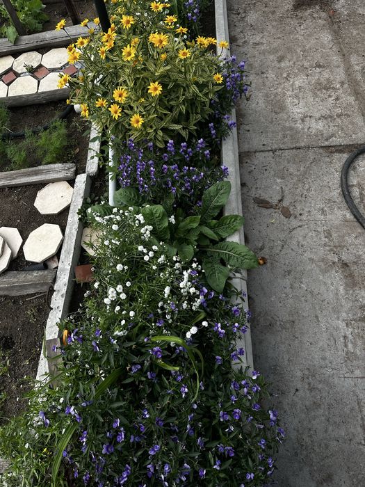 Продам фиалку уличную