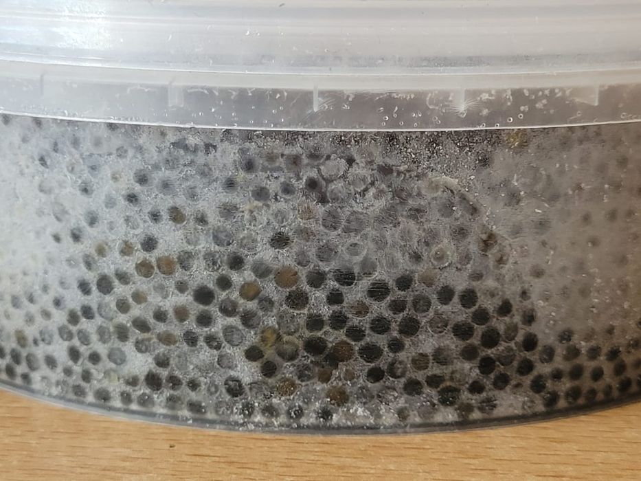 Икра чёрная свежая