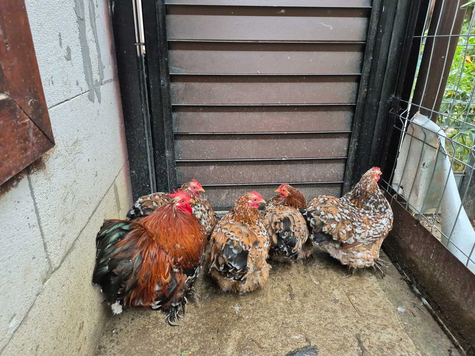 Gainușe cochinchina pitic porțelan !