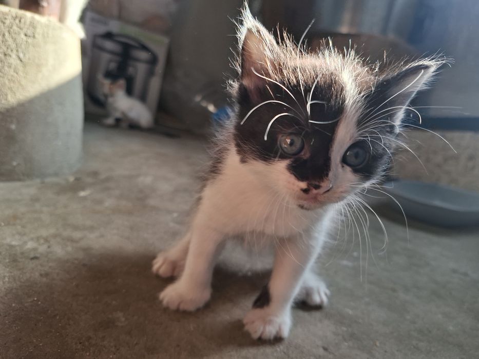 Подарявам котенца