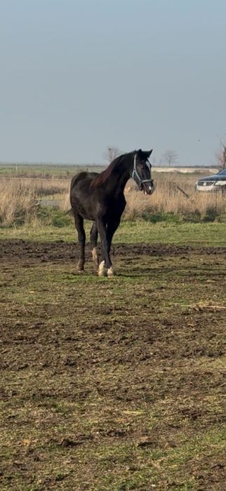 Armăsar Kwpn 1,5 ani