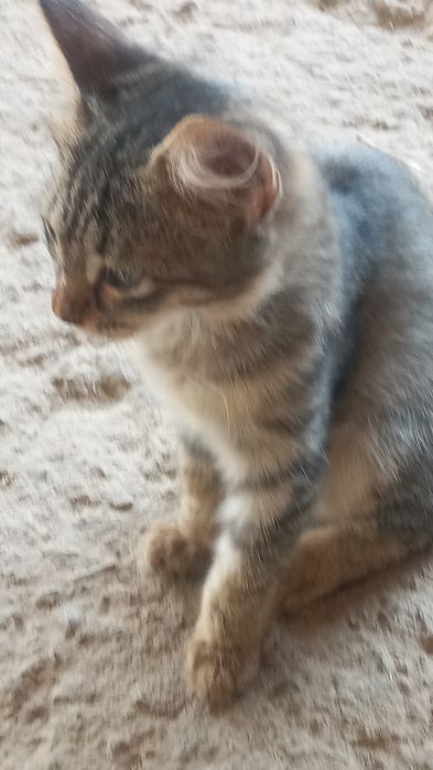 Котята в добрые руки с доставкой