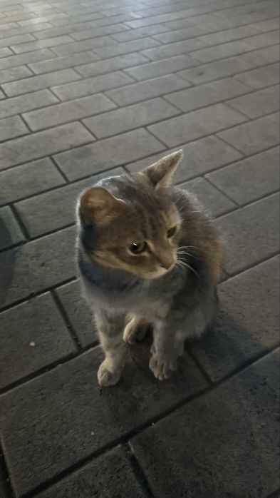 Котенок в добрые ручки