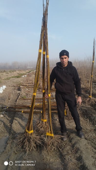 Pavlonya dunyodagi eng tez oʻsuvchi daraxt