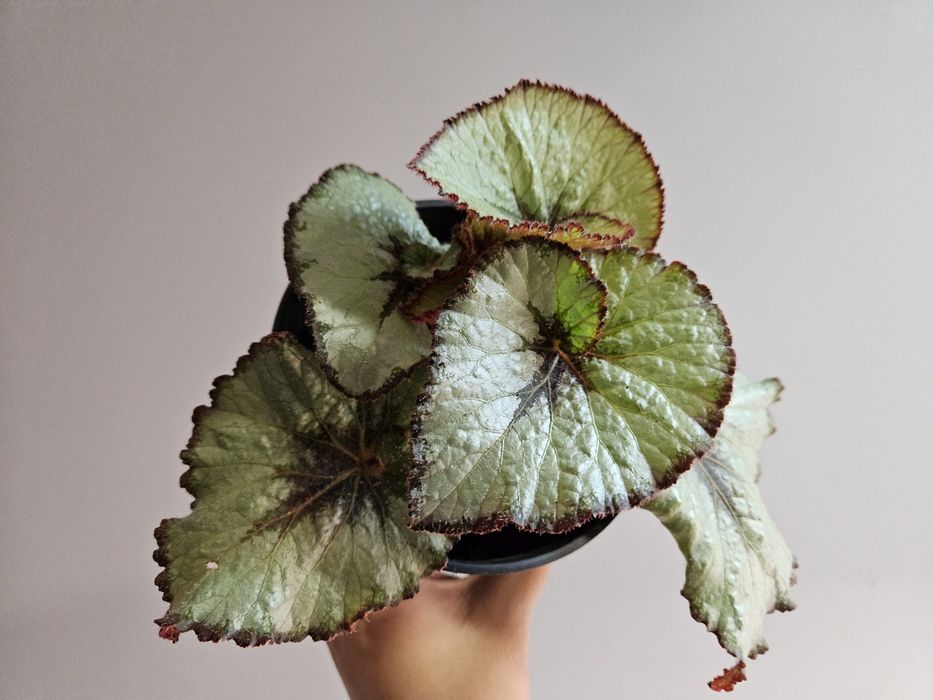 Бегония rex 1500 тг