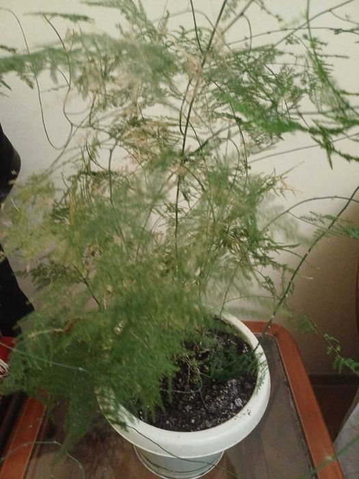 Продается цветок