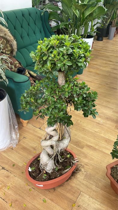 Дерево миллионера Бонсай