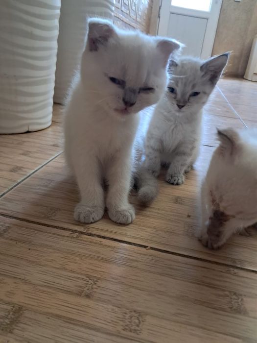 Котята шотландские