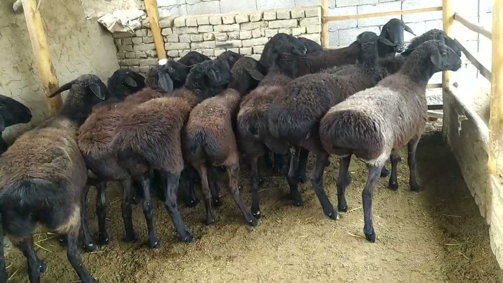 Sifatli mayda shoxli mollar