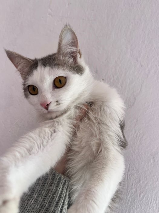 Отдам котят 2 девочки 1 мальчик