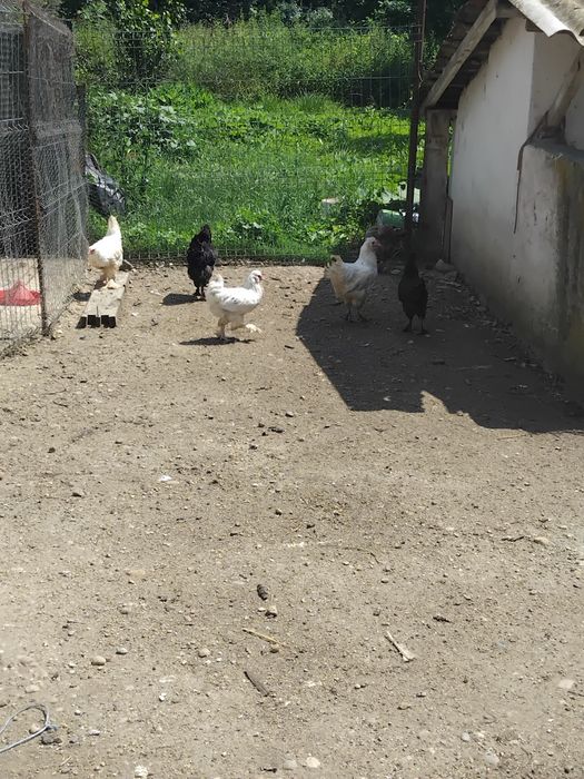 Vindem pui de 4 luni