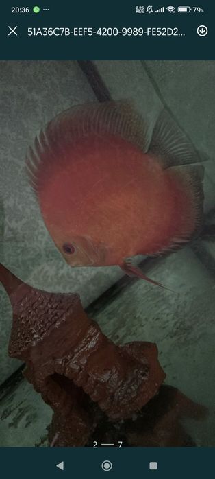 Продам рыбок дискусов