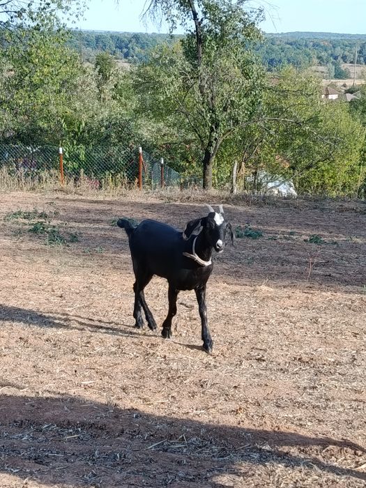 Capră anglonubian