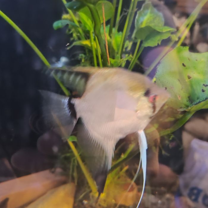 Scalari de vânzare sau la schimb, au peste 7 luni