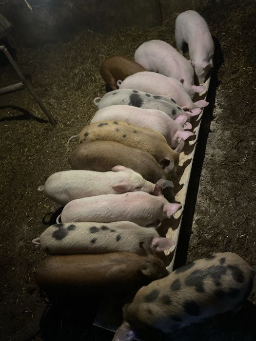 Продават се малки прасенца