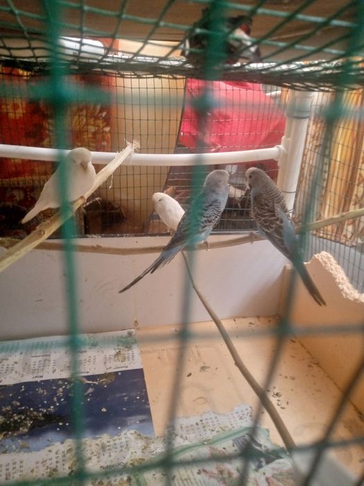 Папугайлар сотилади