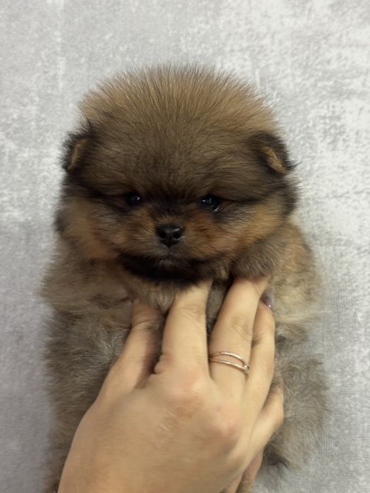 Померанский шпиц