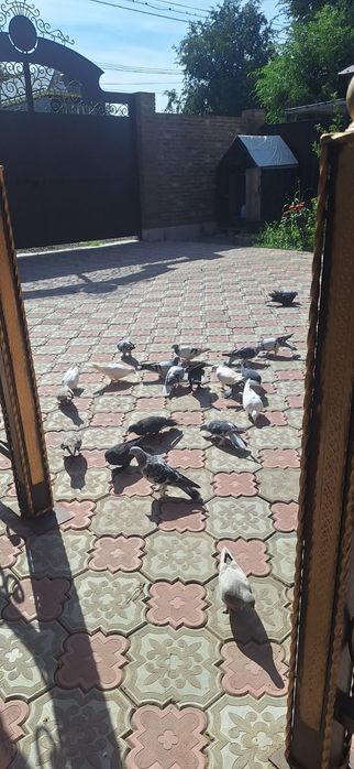 Голуби породы турецкие