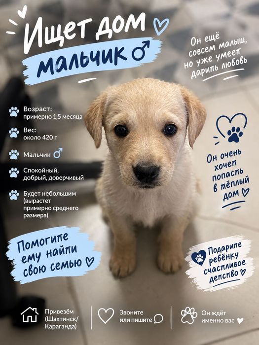 Замечательные щенки ищут дом!!