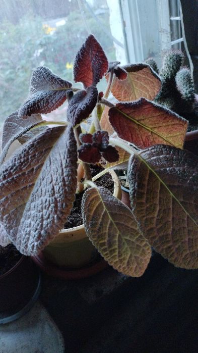 Комнатные цветы на продажу