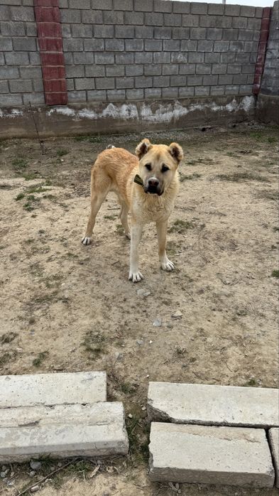 Қазақы төбет сатылады