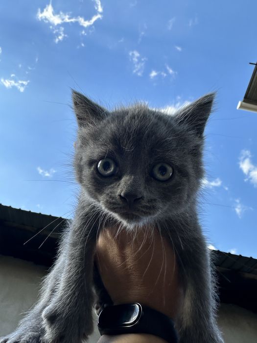 Отдам котят в хорошие руки