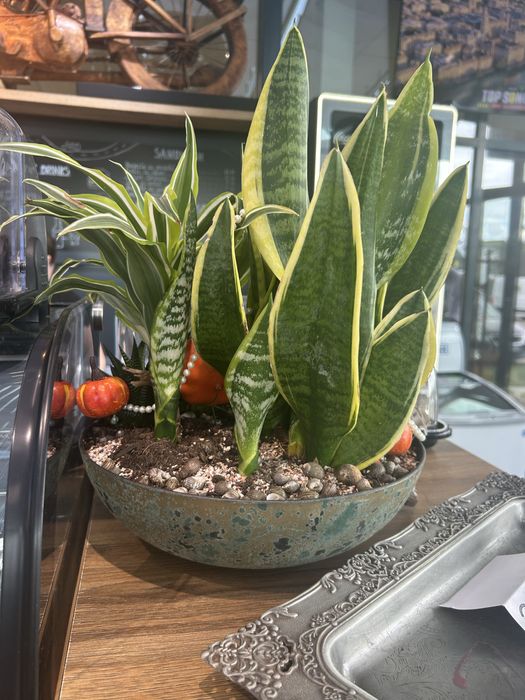 Aranjament plante interior în bol – Creație proprie (Sansevieria & Dracaena)