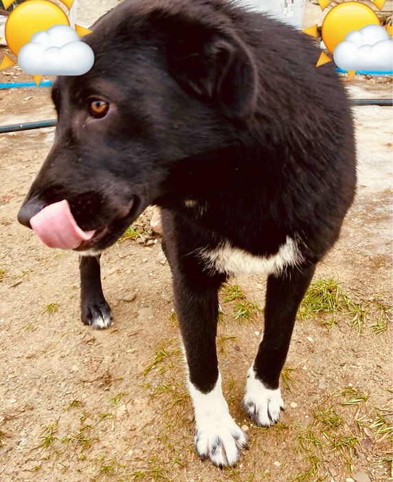 Donatie - catelusa 1 an, talie medie