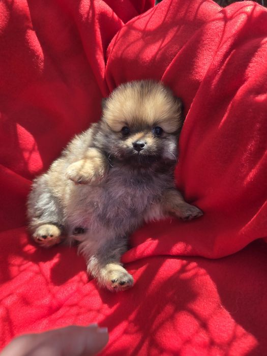 Померан Померанче