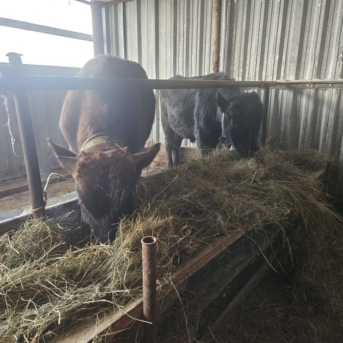 Продам бычков (бұқа)