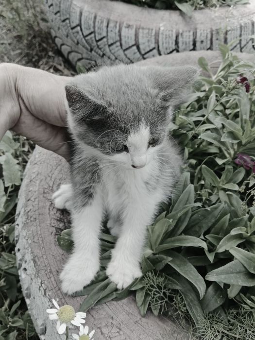 Отдам котенка в хорошие руки