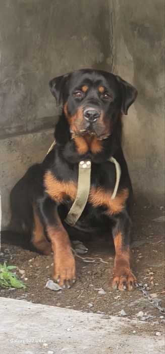 Чистокровный Ротвейлер 14 месяцев