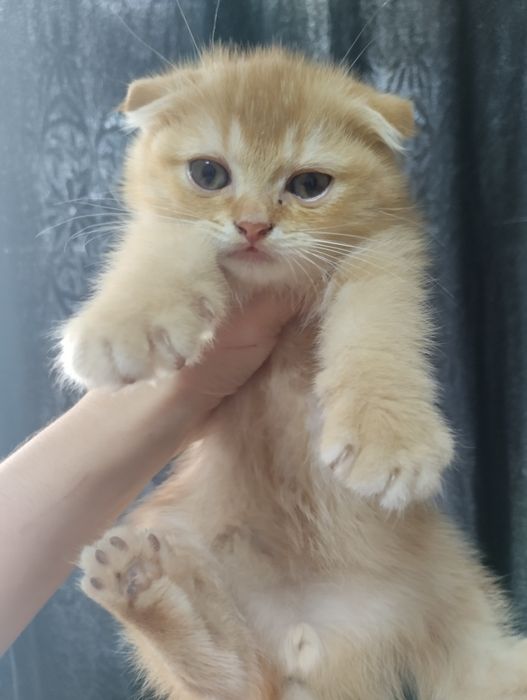Породистые котята срочно