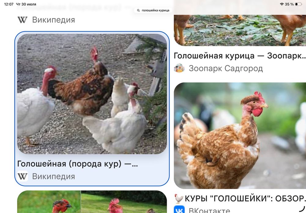 Продам цыплят голошейки