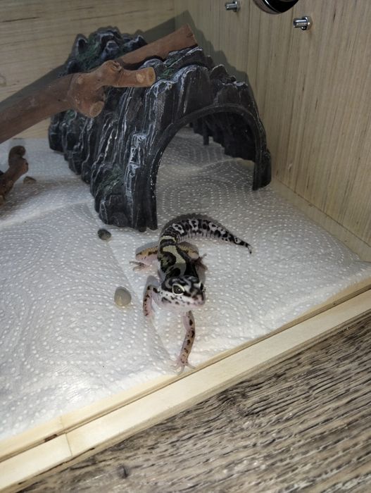 Продаю эублефары (пятнистые гекконы)