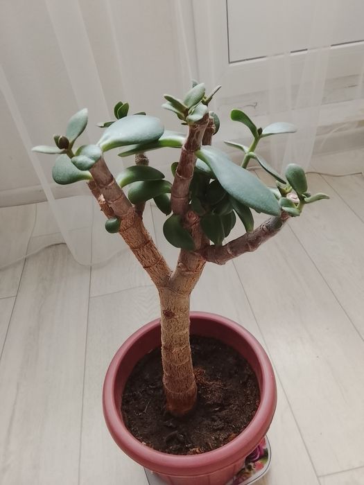 Продается денежное дерево