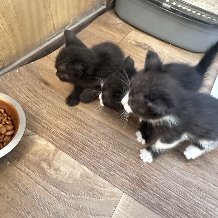 Отдам котят в добрые руки